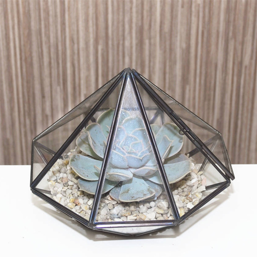 Black Indoor Plant Terrarium