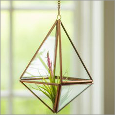 Hanging Terrraiums