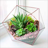 Copper Rose Gold Terrariums