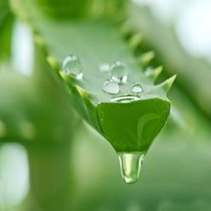 Aloe Vera Gel