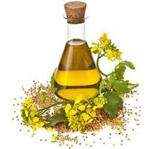 Fennel Seeds Oil