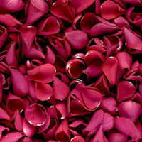 Rose Petals