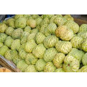 Medicinal Noni Fruit