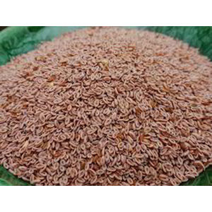 Psyllium Seed