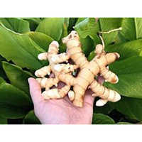 White Turmeric