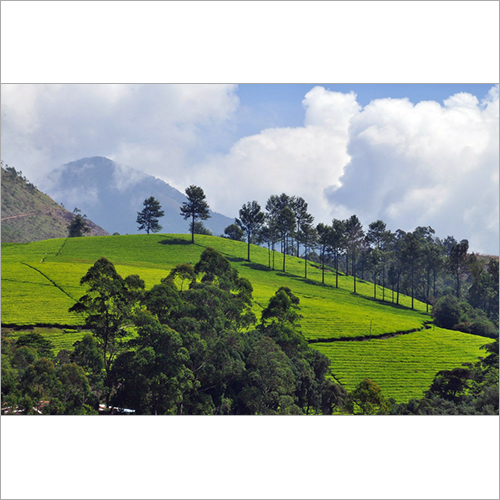 Tea Plantation Visit