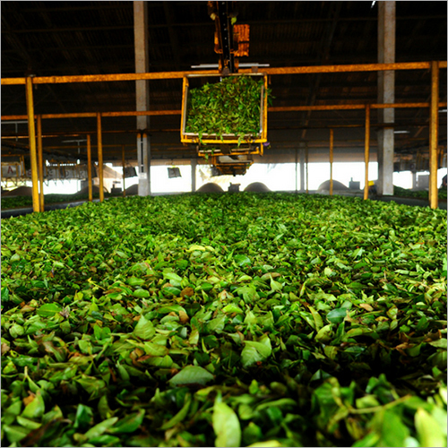 Tea Factory Tour