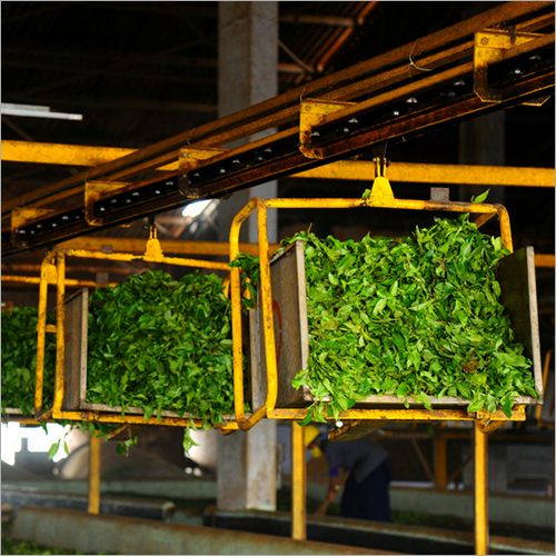 Tea Factory Tour