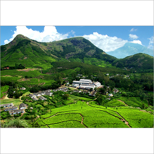 Tea Factory Tour