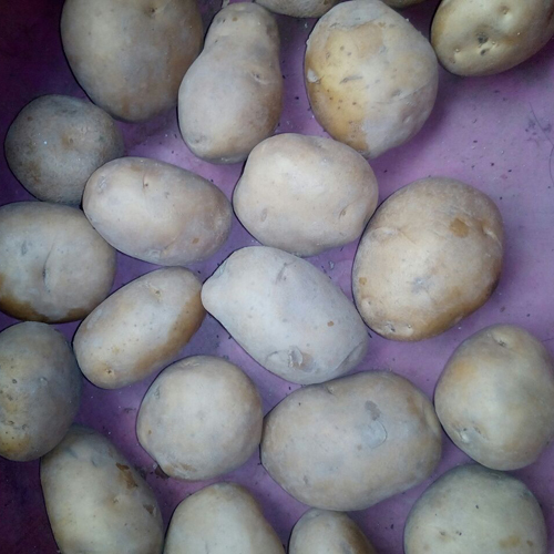 Round Fresh Potato