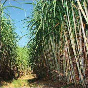 Fresh Sugarcane