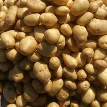 Potato