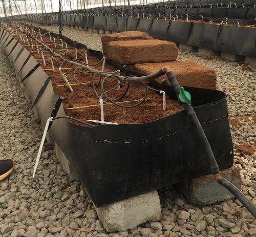 Growing Trough