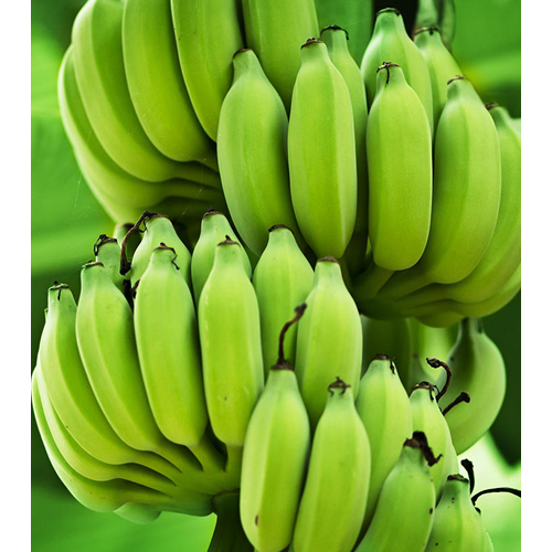 Fresh Green Banana