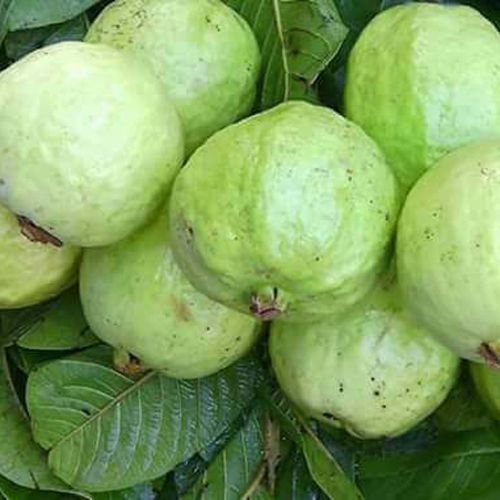 Fresh Guava