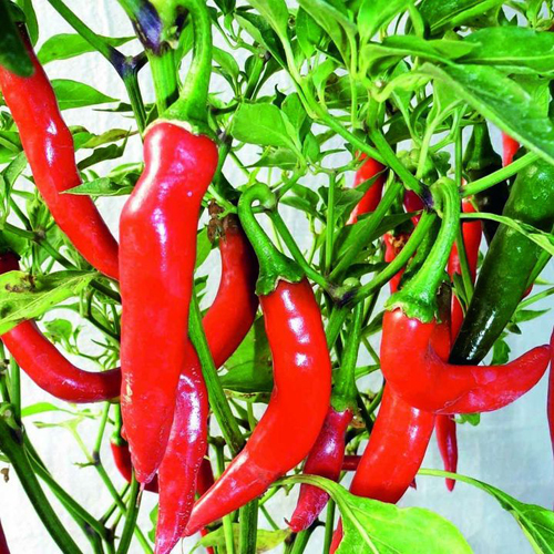 Fresh Red Chilli