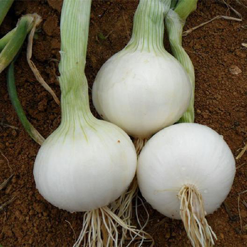 Fresh White Onion