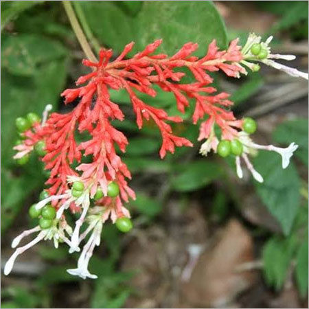 Sarpagandha Plants