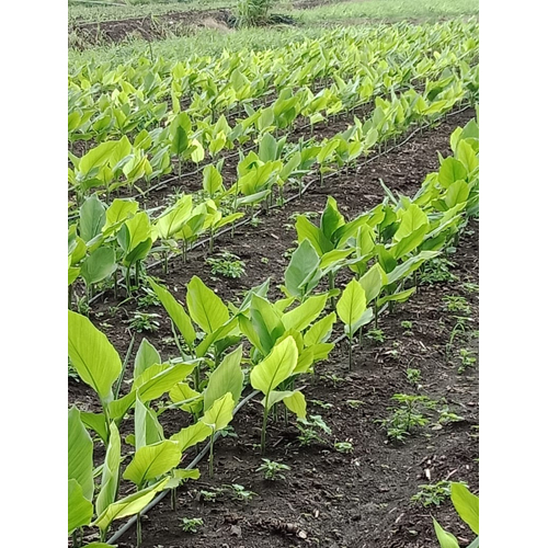 Organic Turmeric Plants