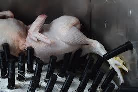 Chicken Defeathering Rubber