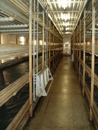 Mushrooms And Hydroponics Systems Capacity: 200000 Liter (L)