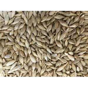 Barley