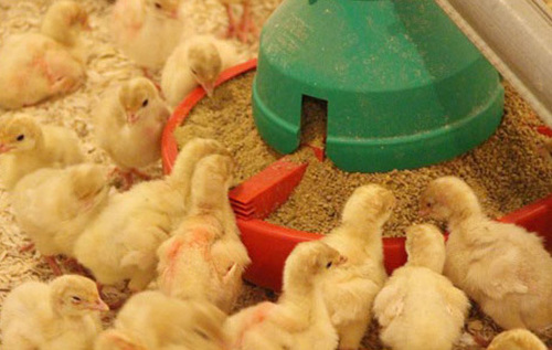 Poultry Feed, Poultry Feed Manufacturers & Suppliers, Dealers