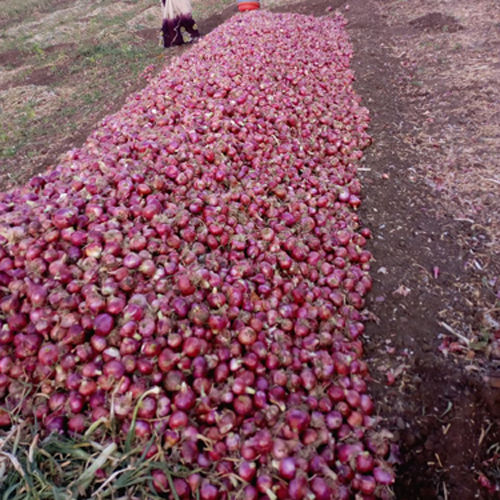 Fresh Organic Onion