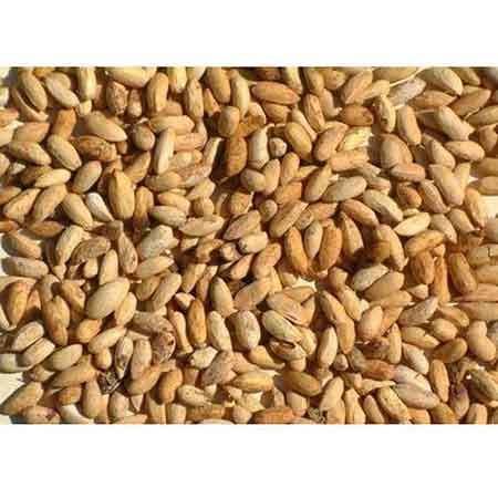Neem Seeds - Organic, Non-GMO | Natural Pest Control, Soil Enrichment Solution, Sustainable Agricultural Source