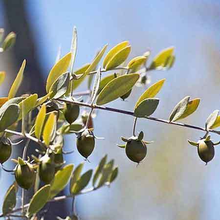 Jojoba Seeds
