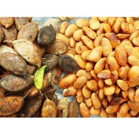 Pongamia Pinnata Seeds