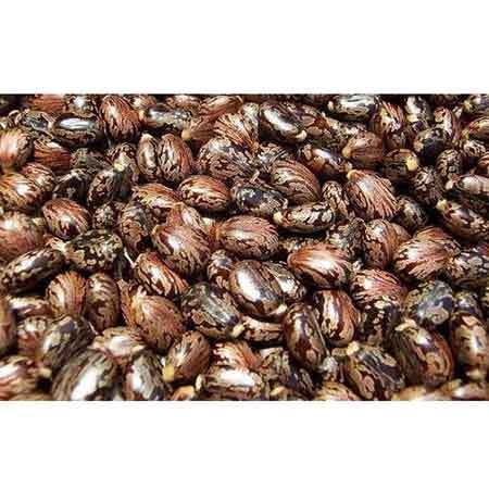 Non Edible Seeds