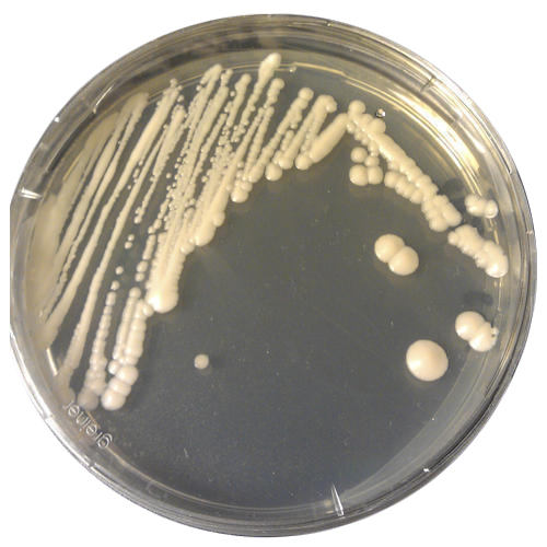 Zinc Solubilizing Bacteria