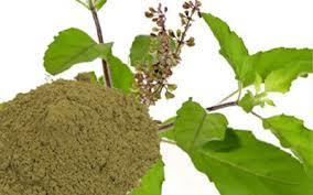 TULSI EXTRACT