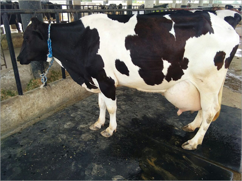HF Cow