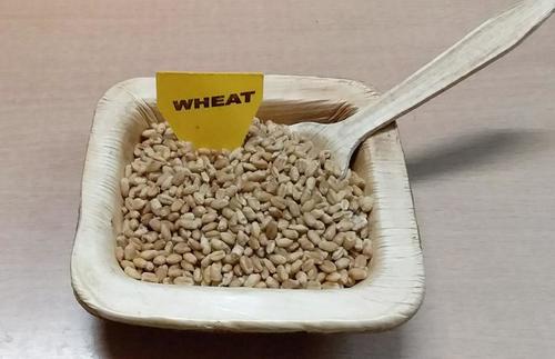 Wheat Seeds