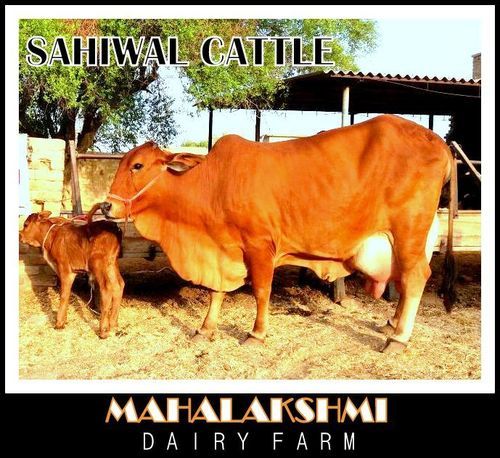 Sahiwal Cow