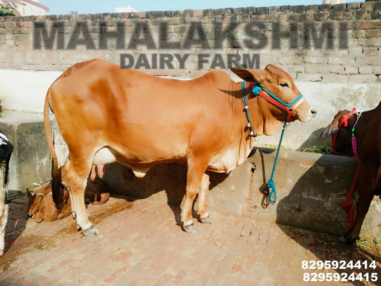 Sahiwal Cow