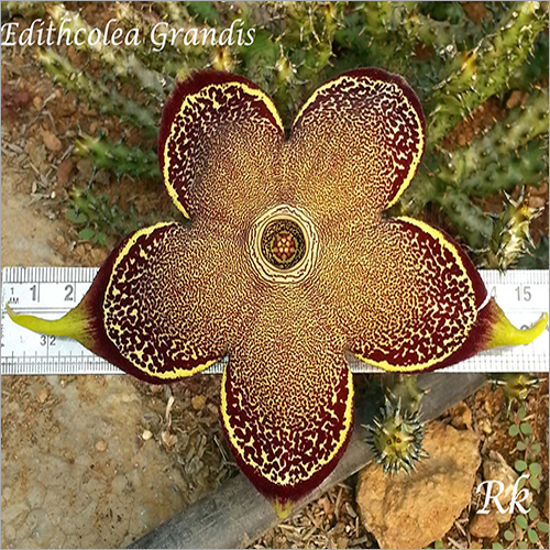 Plant Edithcolea Grandis