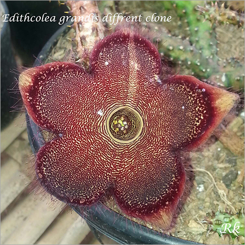 Edithcolea Grandis Different Clone - Flower, Other Variety | Unique Characteristics of Edithcolea Grandis Blooming Variety
