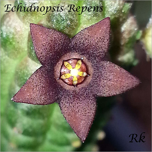 Plant Echidnopsis Repens