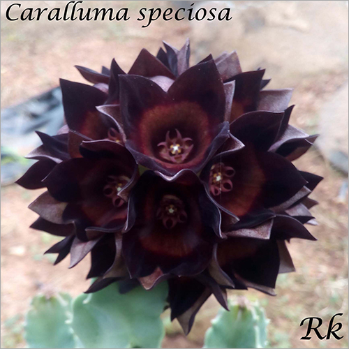 Plant Caralluma Speciosa