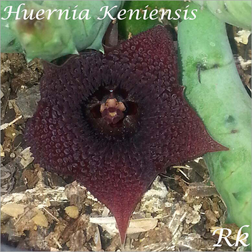 Huernia Keniensis - Unique Flowering Plant Variety , Stunning Keniensis Blooms with Distinctive Star-Shaped Petals