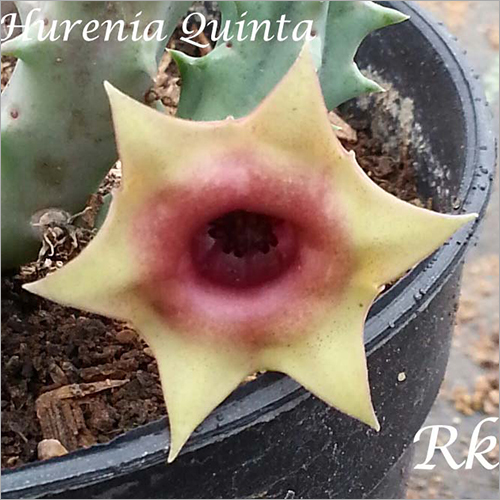 Plant Hurenia Quinta