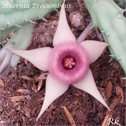 Hurenia Procumbens