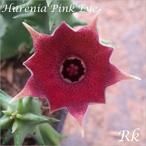 Stapelia