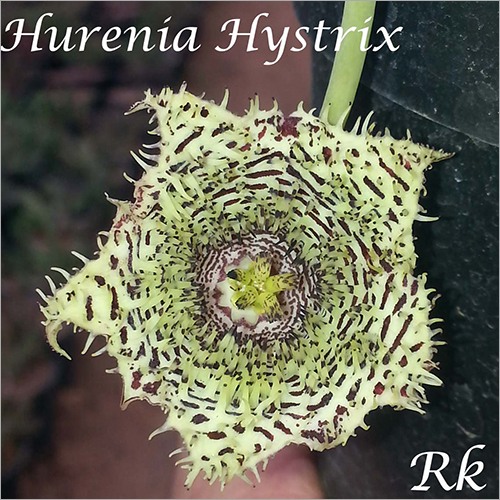 Hurenia Hystrix - Flowering Plant, Unique Hurenia Hystrix Variety with Vibrant Blooms and Hardy Growth Characteristics