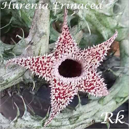 Hurenia Erinacea