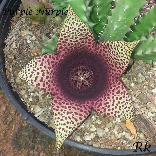 Stapelia
