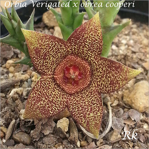 Orbia Verigated X obrea Cooperi - Variegated Leaf Design , Exceptional Flowering Plant Ideal for Indoor and Outdoor Decoration